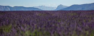 A wide field of blooming lavender stretches toward distant blue mountains under a clear sky, with the flowers in the foreground appearing out of focus.