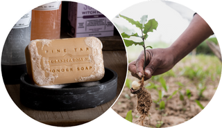 A soapy bar of Pine Tar Wonder Soap rests in a dish on the left, while on the right, a hand plants a small green sapling in soil, symbolizing sustainability.