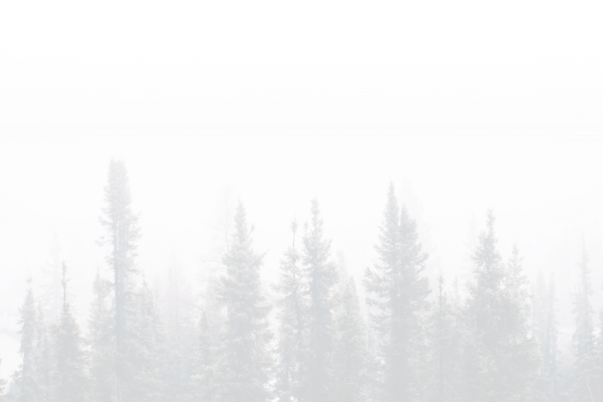 A row of evergreen trees partially obscured by thick white fog, creating a soft, muted, and tranquil forest scene. The trees fade gradually into the foggy background.