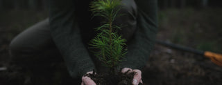 A person wearing a green sweater crouches down, holding a small pine tree seedling with soil, ready for planting in the ground. The background is blurred, showing an outdoor, natural setting.