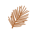 A simple, minimalist illustration of a brown pine or palm leaf with long, thin fronds, set against a plain light background.